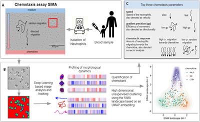 In vitro neutrophil migration is associated with inhaled corticosteroid treatment and serum cytokines in pediatric asthma